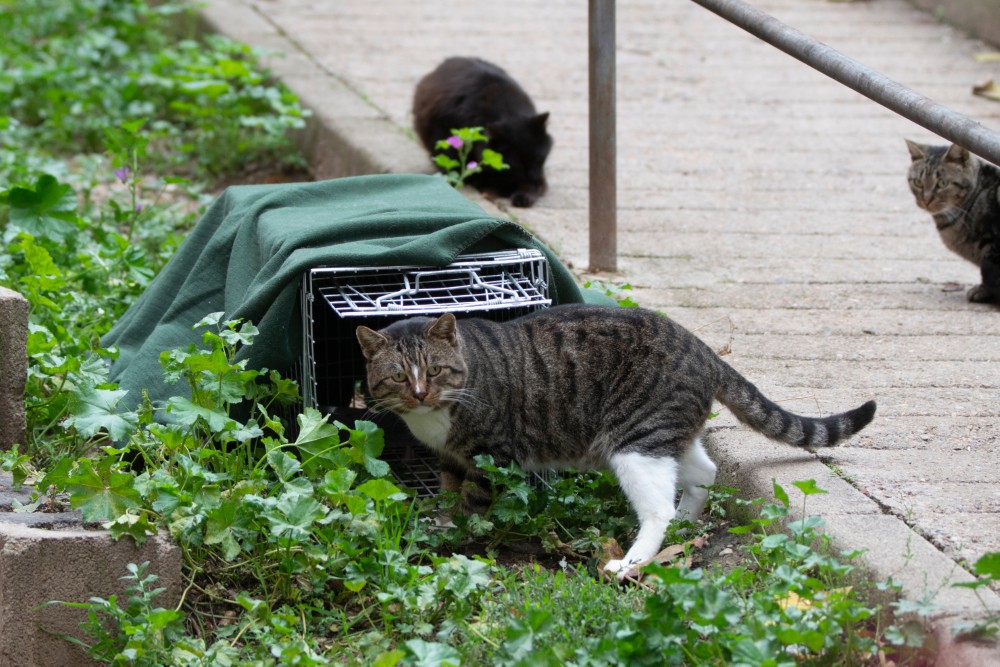a cat about to enter a trap